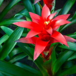 Bromeliad