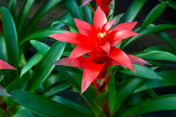 Bromeliad