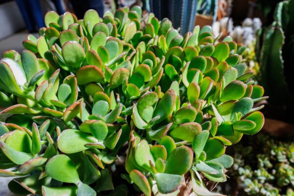 Curly Jade Plant