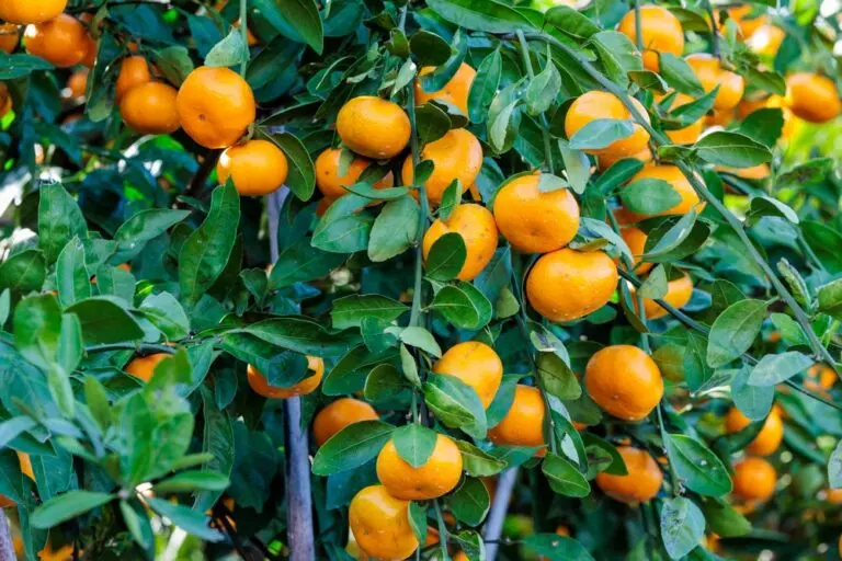 Mandarin Imperial