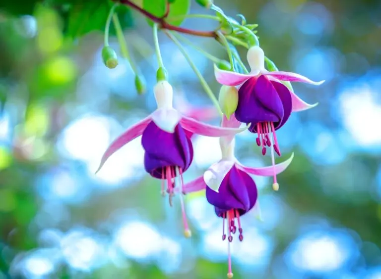 Fuchsia