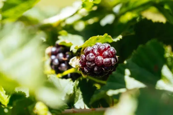 Boysenberry