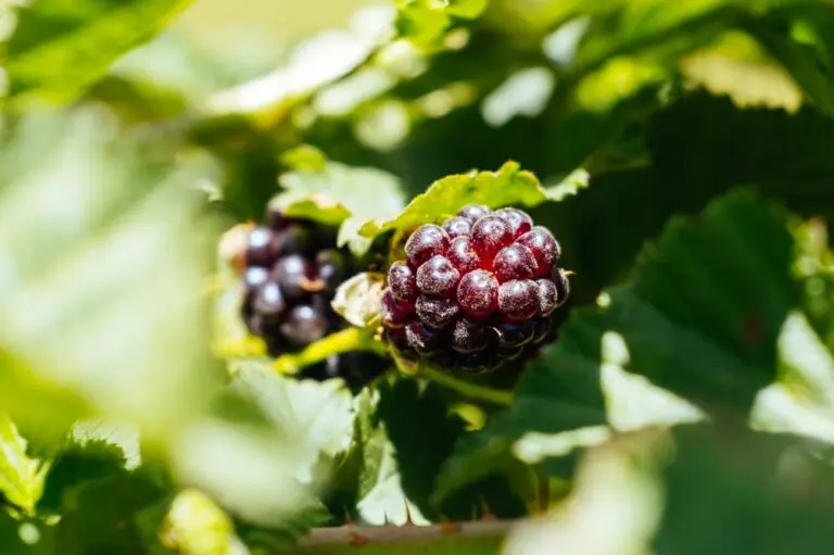 Boysenberry