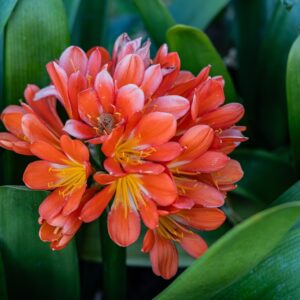 Bush Lily Orange