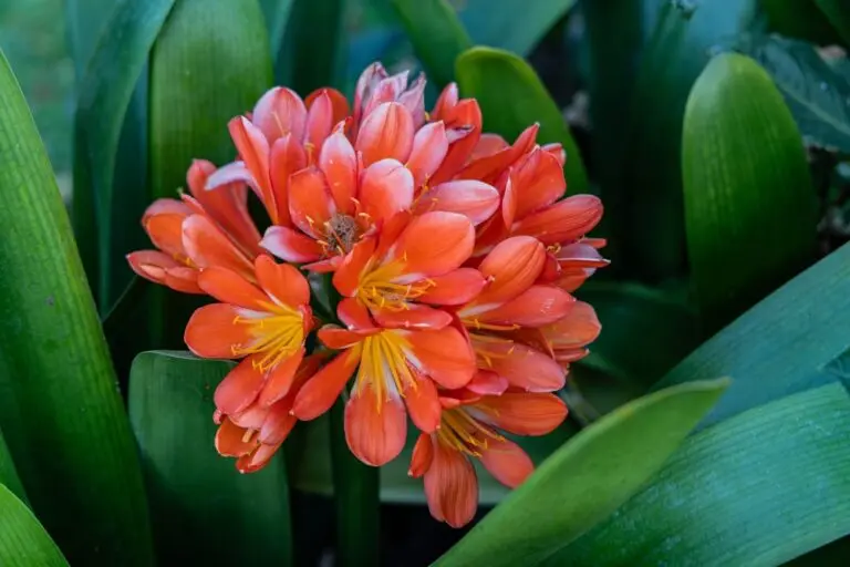 Bush Lily Orange