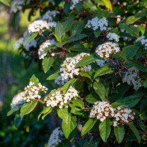 Viburnum Quick Fence