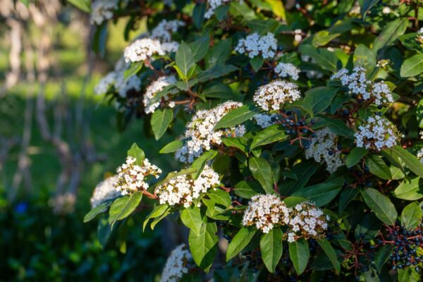 Viburnum Quick Fence