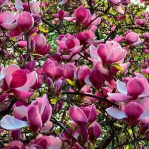 Magnolia Black Tulip