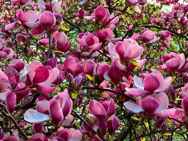 Magnolia Black Tulip