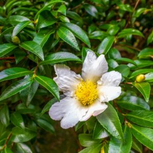 Camellia Setsugekka