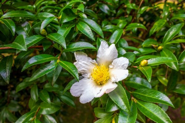 Camellia Setsugekka