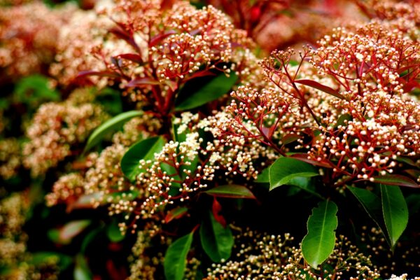 Photinia Robusta - Image 2