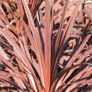 Cordyline Pocahontas