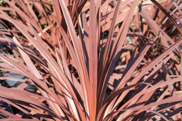 Cordyline Pocahontas