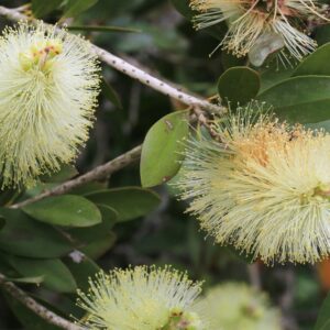 Callistemon White Anzac