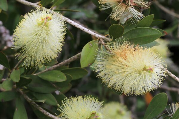 Callistemon White Anzac