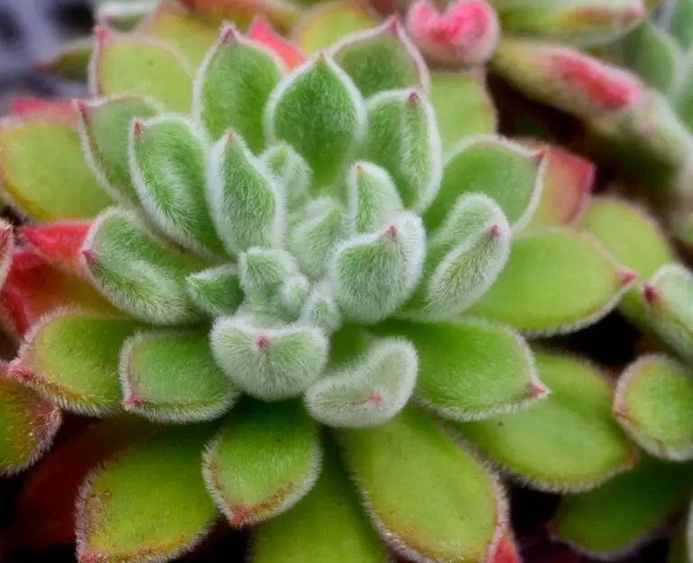 Mexican Firecracker