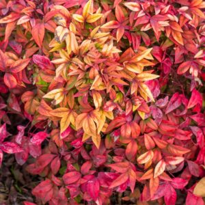Nandina Blush
