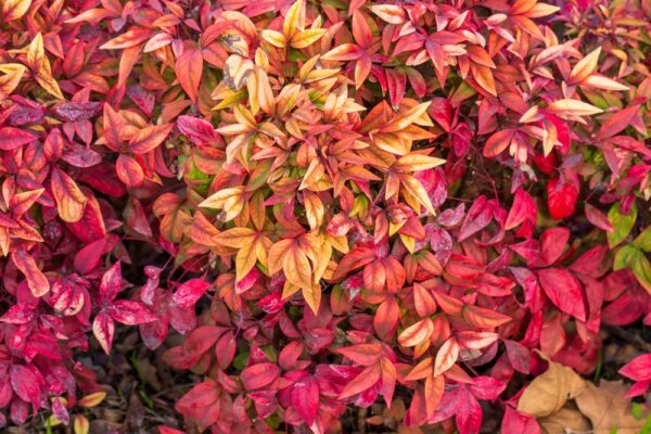 Nandina Blush