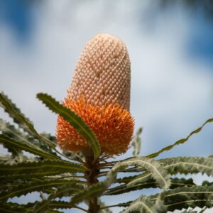 Southern Blechnum Banksia