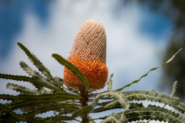 Southern Blechnum Banksia