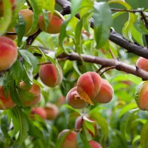 Fruit Trees and edibles