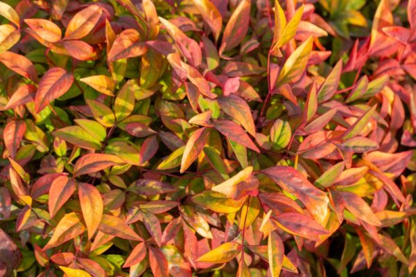 Nandina Obsession - Image 2