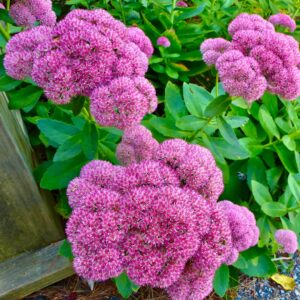 Sedum Hot Stuff