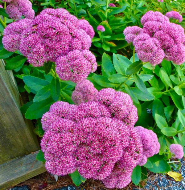 Sedum Hot Stuff