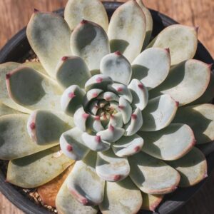 Echeveria Mexican Giant