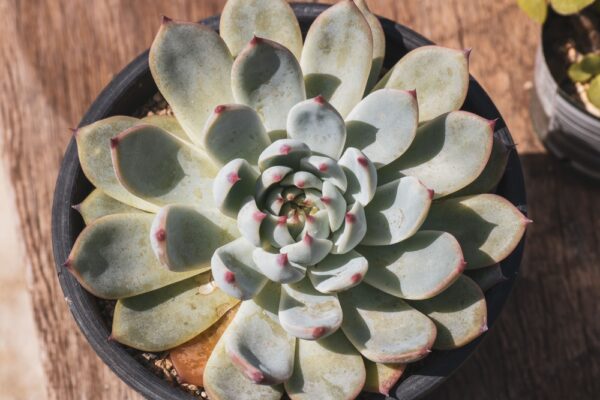 Echeveria Mexican Giant