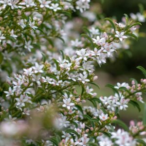 Philotheca Profusion