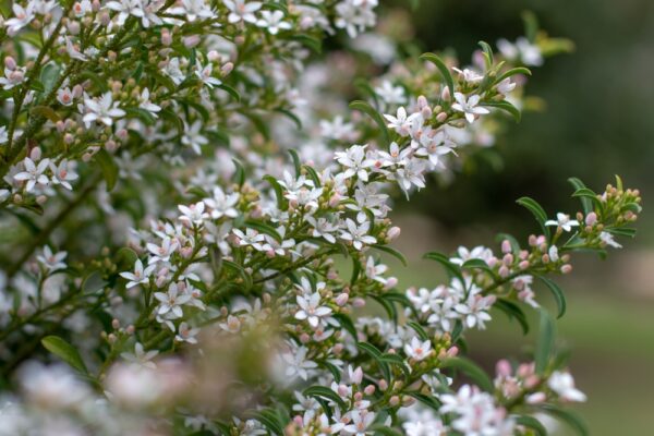 Philotheca Profusion