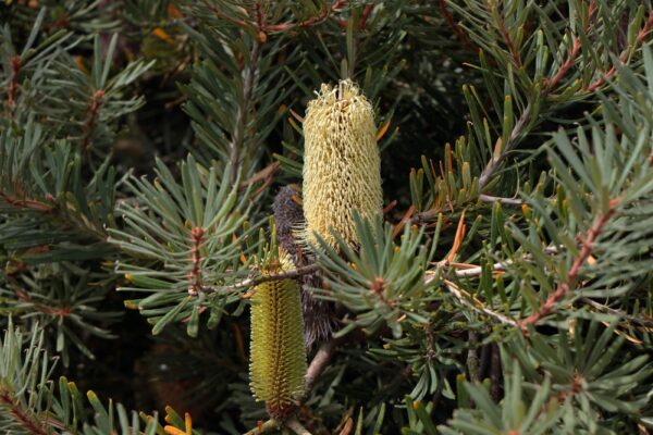 Banksia Sentinel