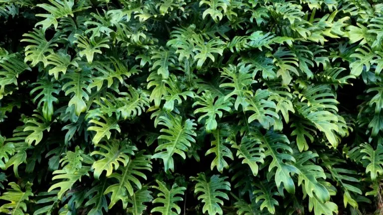 Philodendron Xanadu