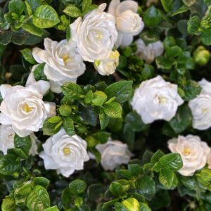 Gardenia Magnifica