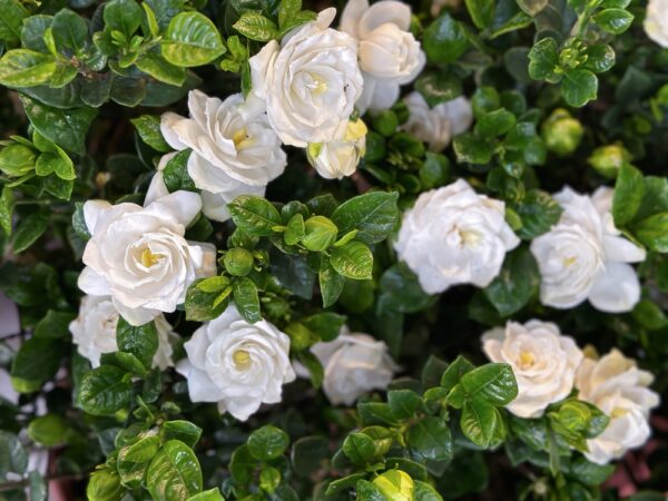 Gardenia Magnifica
