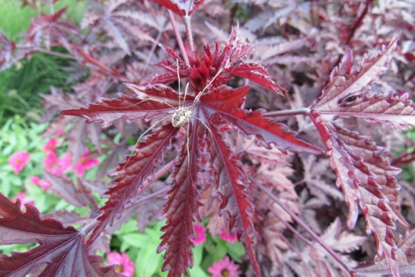 Inaba Shidare Japanese Maple - Image 2