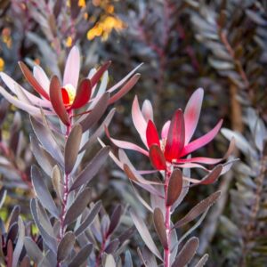 Leucadendron