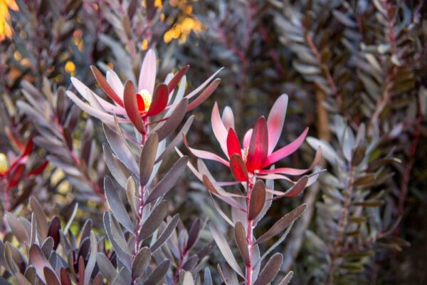 Leucadendron