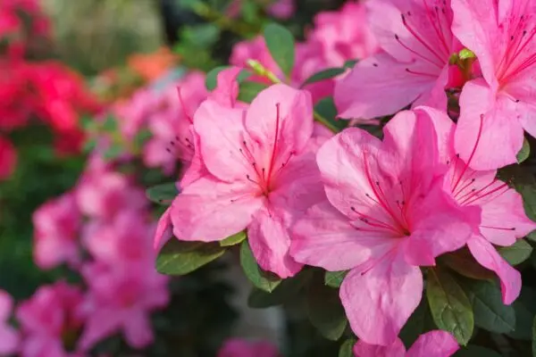 Azalea