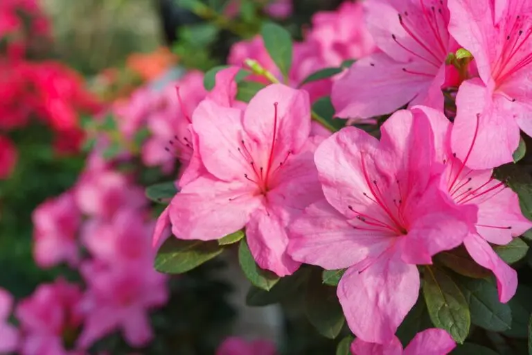 Azalea