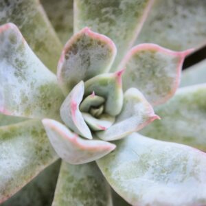 Echeveria Peacockii x Setosa