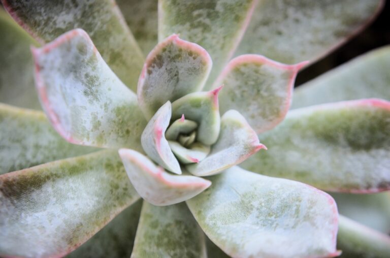 Echeveria Peacockii x Setosa