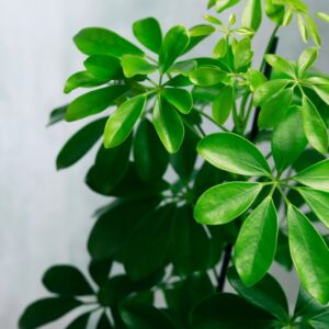 Umbrella Tree