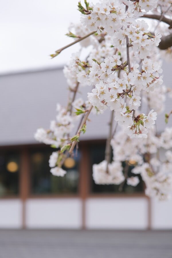 Snow Fountains Weeping Cherry - Image 2