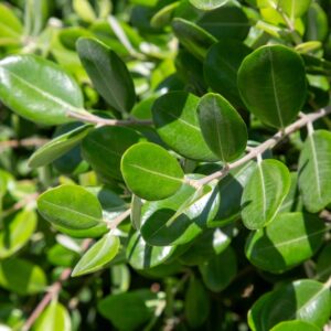 Buxus Korean Box