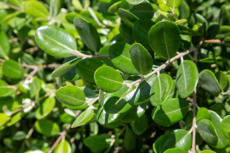 Buxus Korean Box