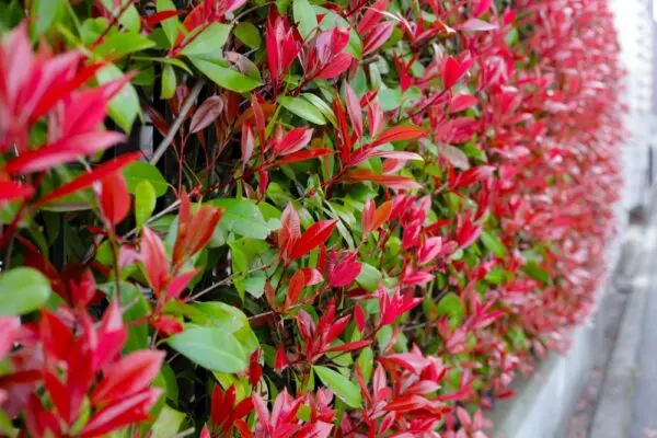 Photinia Robusta