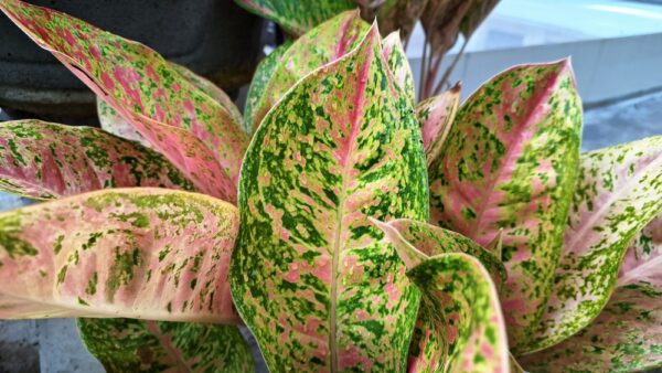 Chinese Evergreen